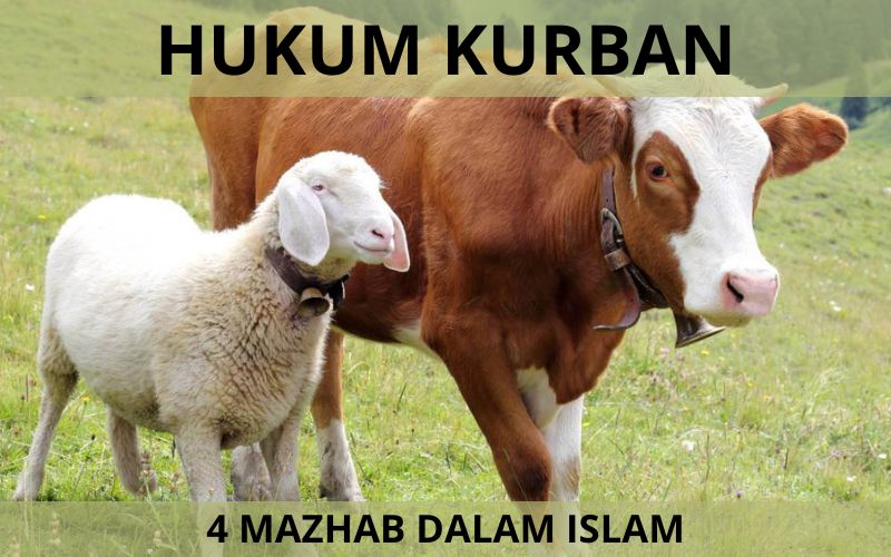 Hukum Kurban Dalam Islam dari Empat Mahzab Berbeda