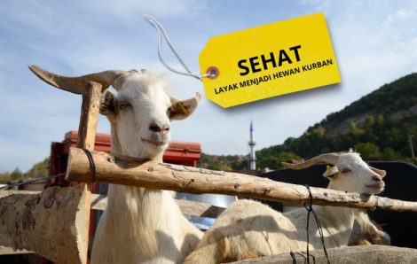 5 Syarat Hewan Kurban yang Wajib Diketahui Umat Muslim